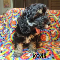 CKC Koda, a male Cockapoo for sale in Winston-Salem, NC – 3 of 10