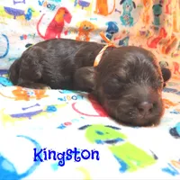CKC Kingston, a male Cockapoo for sale in Winston-Salem, NC – 9 of 10