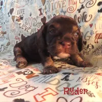 CKC Ryder, a male Cockapoo for sale in Winston-Salem, NC – 5 of 10