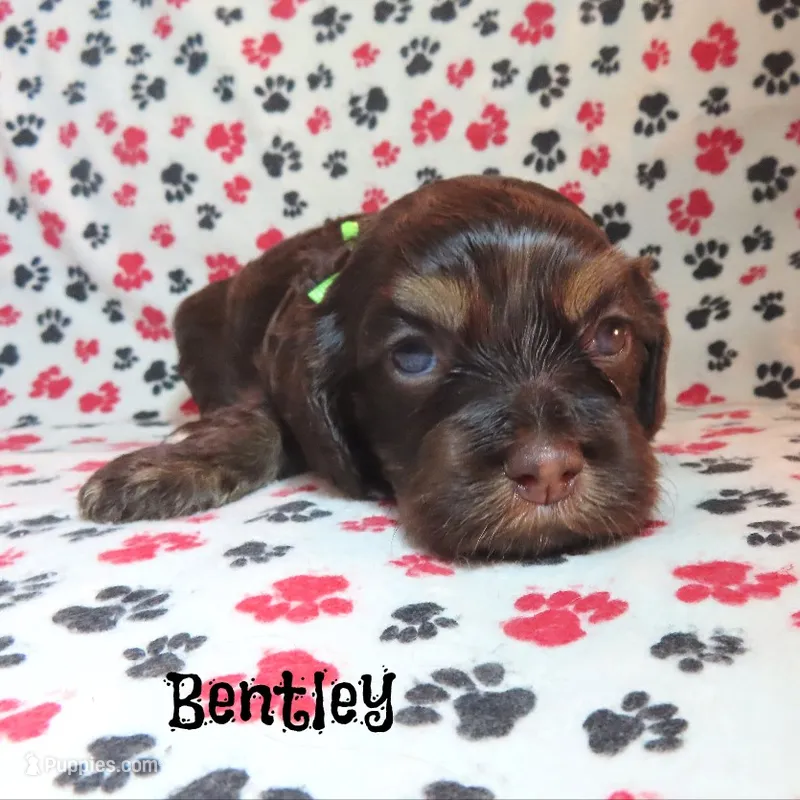 CKC Bentley – Cockapoo puppy for sale in Winston-Salem, NC