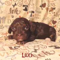 CKC Lexi, a female Cockapoo for sale in Winston-Salem, NC – 2 of 10
