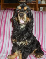 Destiny, a female Cocker Spaniel for sale in Winston-Salem, NC – Photo 1 of 4