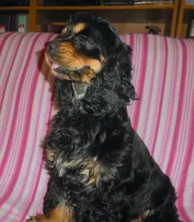 Destiny, a female Cocker Spaniel for sale in Winston-Salem, NC – Photo 3 of 4