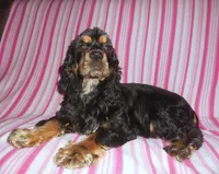 Destiny, a female Cocker Spaniel for sale in Winston-Salem, NC – Photo 4 of 4