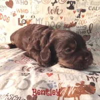 CKC Bentley, a male Cockapoo for sale in Winston-Salem, NC – 5 of 10