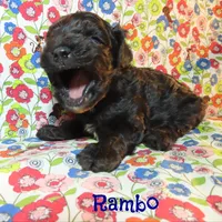 CKC Rambo, a male Cockapoo for sale in Winston-Salem, NC – 5 of 10