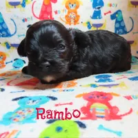 CKC Rambo, a male Cockapoo for sale in Winston-Salem, NC – 9 of 10