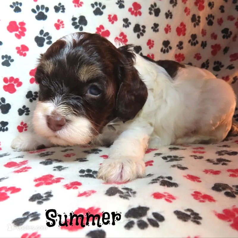CKC Summer – Cockapoo puppy for sale in Winston-Salem, NC