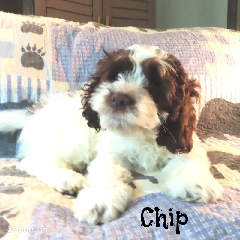 Chip – Cockapoo puppy for sale in Winston-Salem, NC