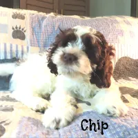 Chip, a male Cockapoo for sale in Winston-Salem, NC – 1 of 10