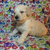 CKC Milo, a male Cockapoo for sale in Winston-Salem, NC – 5 of 10