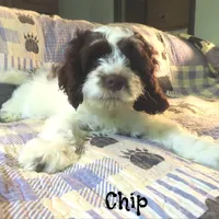 Chip, a male Cockapoo for sale in Winston-Salem, NC – 2 of 10