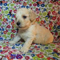 CKC Milo, a male Cockapoo for sale in Winston-Salem, NC – 3 of 10
