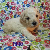 CKC Milo, a male Cockapoo for sale in Winston-Salem, NC – 2 of 10