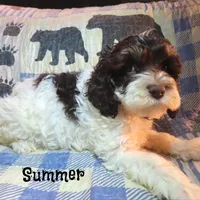 CKC Summer, a female Cockapoo for sale in Winston-Salem, NC – 5 of 10