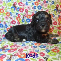CKC Koda, a male Cockapoo for sale in Winston-Salem, NC – 3 of 10