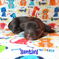 CKC Bentley, a male Cockapoo for sale in Winston-Salem, NC – 10 of 10
