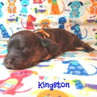 CKC Kingston, a male Cockapoo for sale in Winston-Salem, NC – 8 of 10