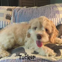  Tucker, a male Cockapoo for sale in Winston-Salem, NC – 4 of 10