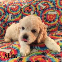  Atlas, a male Cockapoo for sale in Winston-Salem, NC – 10 of 10