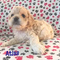 CKC Atlas, a male Cockapoo for sale in Winston-Salem, NC – Photo 2 of 8