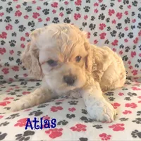 CKC Atlas, a male Cockapoo for sale in Winston-Salem, NC – Photo 6 of 8