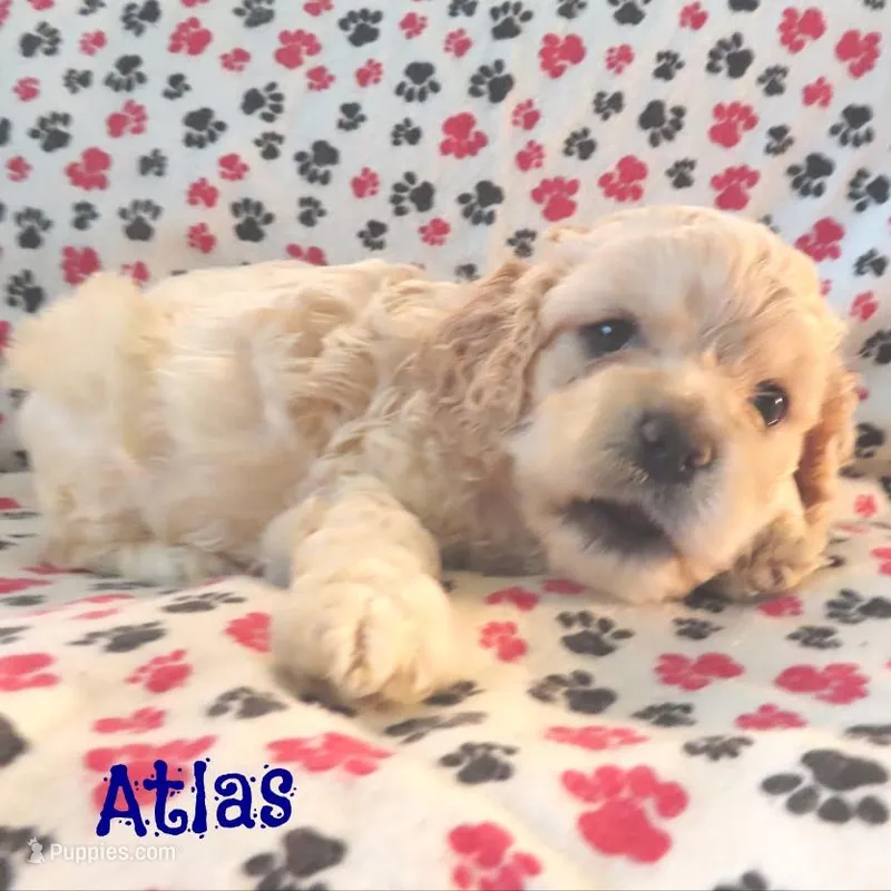 CKC Atlas – Cockapoo puppy for sale in Winston-Salem, NC