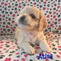 CKC Atlas, a male Cockapoo for sale in Winston-Salem, NC – Photo 3 of 8
