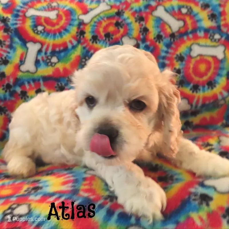 CKC Atlas – Cockapoo puppy for sale in Winston-Salem, NC