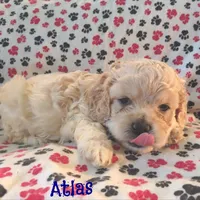 CKC Atlas, a male Cockapoo for sale in Winston-Salem, NC – Photo 5 of 8