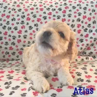 CKC Atlas, a male Cockapoo for sale in Winston-Salem, NC – Photo 7 of 8