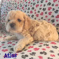 CKC Atlas, a male Cockapoo for sale in Winston-Salem, NC – Photo 8 of 8