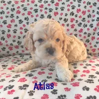 CKC Atlas, a male Cockapoo for sale in Winston-Salem, NC – Photo 4 of 8
