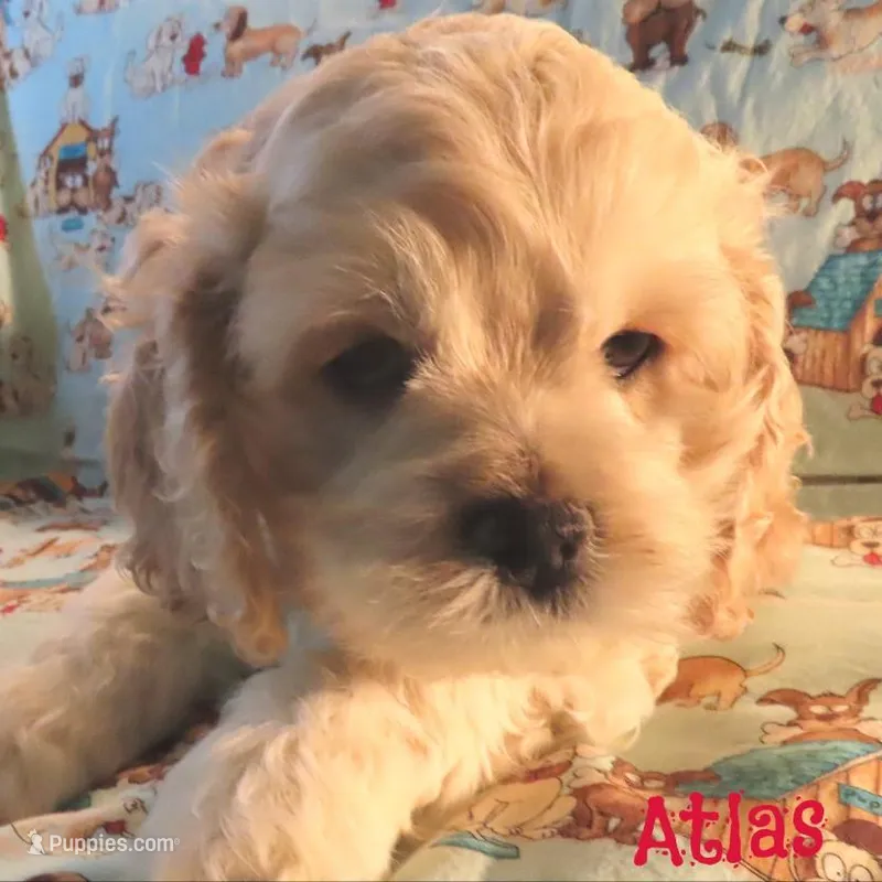 CKC Atlas – Cockapoo puppy for sale in Winston-Salem, NC