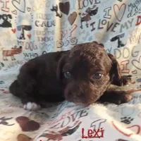 CKC Lexi, a female Cockapoo for sale in Winston-Salem, NC – 7 of 10