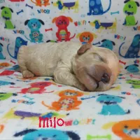 CKC Milo, a male Cockapoo for sale in Winston-Salem, NC – 10 of 10