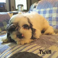  Twila, a female Cockapoo for sale in Winston-Salem, NC – 4 of 10
