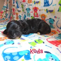 CKC Koda, a male Cockapoo for sale in Winston-Salem, NC – 8 of 10