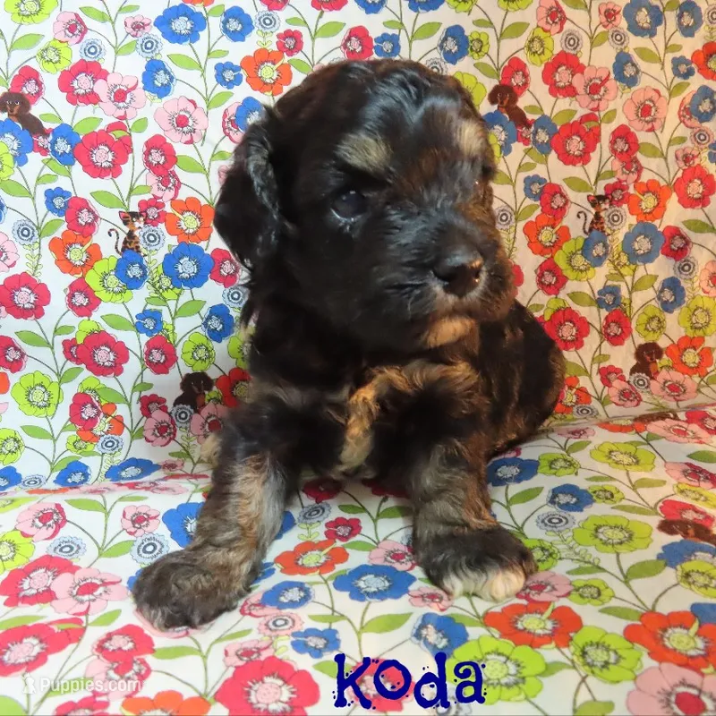 CKC Koda – Cockapoo puppy for sale in Winston-Salem, NC