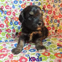 CKC Koda, a male Cockapoo for sale in Winston-Salem, NC – 1 of 10