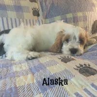 Alaska, a male Cockapoo for sale in Winston-Salem, NC – 8 of 10