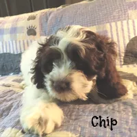 Chip, a male Cockapoo for sale in Winston-Salem, NC – 7 of 10