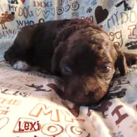 CKC Lexi, a female Cockapoo for sale in Winston-Salem, NC – 5 of 10