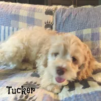  Tucker, a male Cockapoo for sale in Winston-Salem, NC – 8 of 10