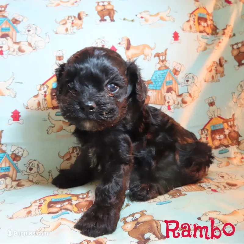 CKC Rambo – Cockapoo puppy for sale in Winston-Salem, NC