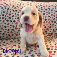 CKC Droopy, a male Cockapoo for sale in Winston-Salem, NC – Photo 2 of 8