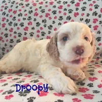 CKC Droopy, a male Cockapoo for sale in Winston-Salem, NC – Photo 3 of 8