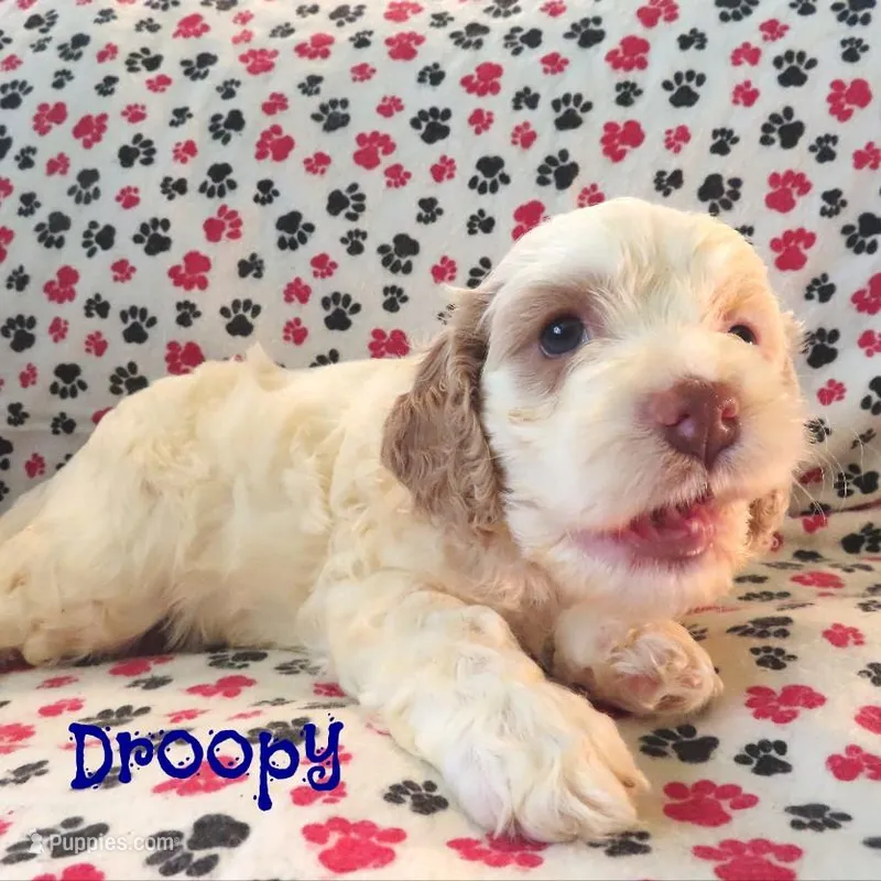 CKC Droopy – Cockapoo puppy for sale in Winston-Salem, NC