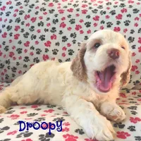CKC Droopy, a male Cockapoo for sale in Winston-Salem, NC – Photo 8 of 8