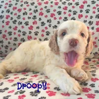 CKC Droopy, a male Cockapoo for sale in Winston-Salem, NC – Photo 6 of 8